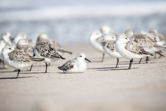 รูปภาพSanderling – เลือกดูภาพถ่ายสต็อก เวกเตอร์ และวิดีโอ8,944 | Adobe ...