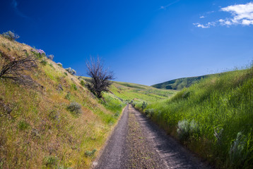 Soft Grass along the Road