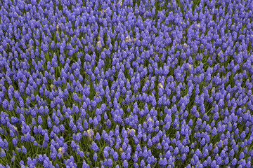 Fototapeta premium purple muscari flower background