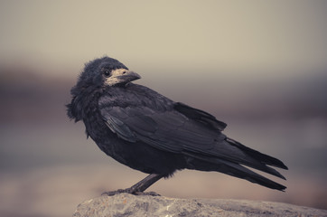 Fototapeta premium Raven 001