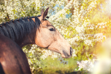 Portrait of the buckskins Akhal-Teke horse on white blooming trees background