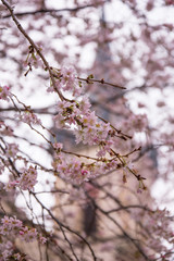 Early cherry blossoms