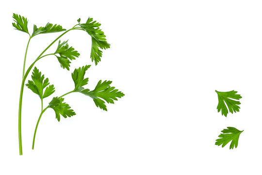 garden parsley leaves and stalks on white background with copy space