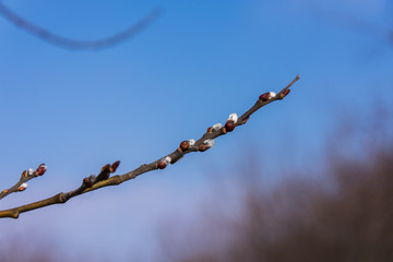 Branch in winter