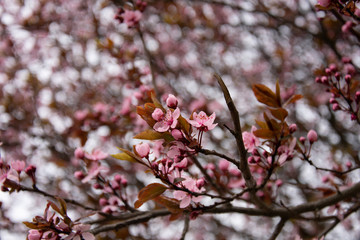 Spring cherry blossom