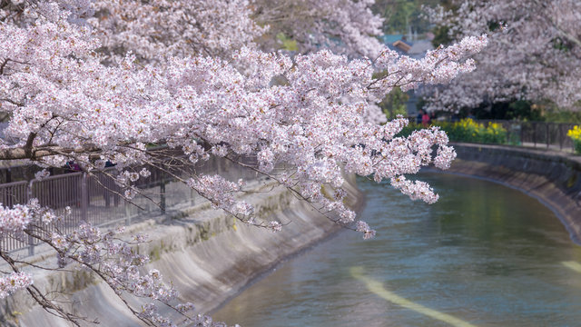 春の山科疏水