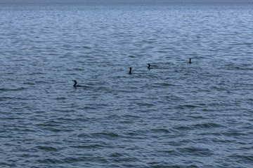 Fototapeta na wymiar Blue water on Lake Orestiada in Kastoria, Greece. With cormorants floating in it.