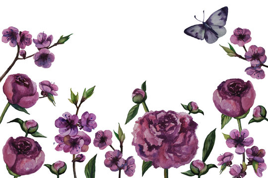 Sakura and pions flowers isolated white background