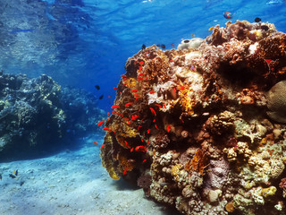 Naklejka na ściany i meble Diving in underwater coral reef world
