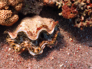 Diving in underwater coral reef world