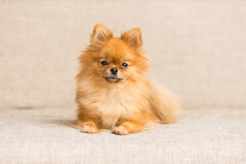 miniature dog of Pomeranian dog breed lies on the couch