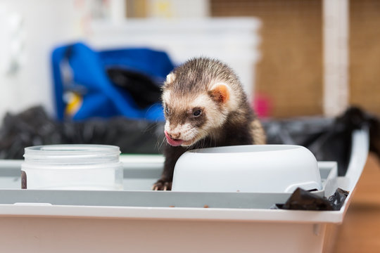 The Old Ferret Eats Dry Food From Its Cup