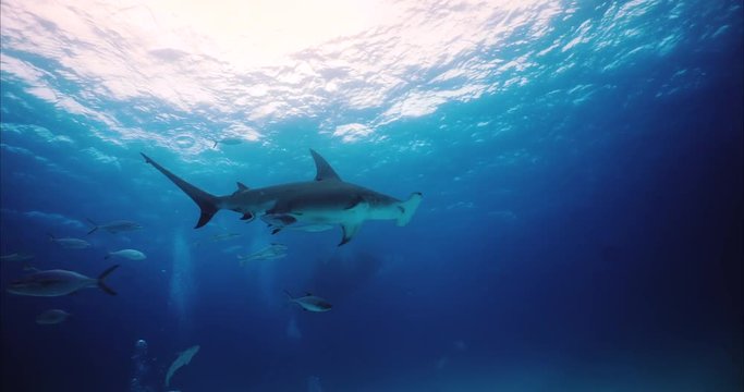 Underwater shooting of sharks swimming in a herd. Concept of: exploration, vacations, snorkeling, exotic places, divers, sharks.