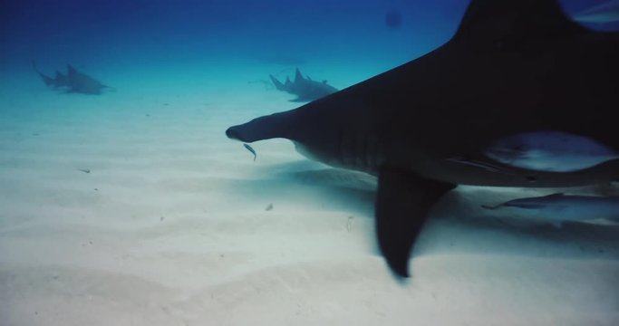 Underwater shooting of sharks swimming in a herd. Concept of: exploration, vacations, snorkeling, exotic places, divers, sharks.