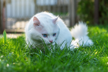 Naklejka na ściany i meble Cat relaxing in grass