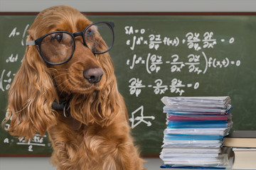 Clever funny dog wearing eyeglasses. Math equations on blackboard in background. - obrazy, fototapety, plakaty