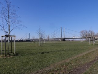 Fototapeta premium River Rhein Park, view to Theodor Heuss Bridge, Düsseldorf Germany, Young trees tied up and slsushier path in the foreground,