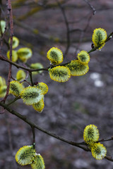flowering willow, flowering seals