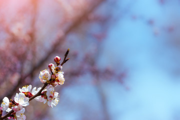 flowering apricot spring flowers / early spring the bright colors of the revival of plants