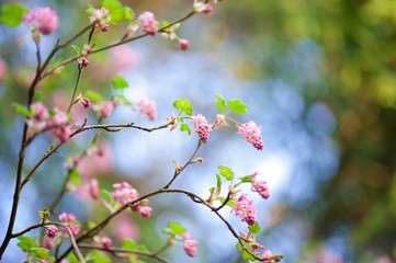 Spring blossoms and new green leaves of Ribes sanguineum red flowering currant bush