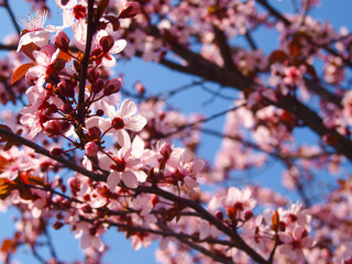 Beautiful blooming plum tree close up. Sky in the background.