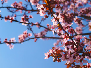 Beautiful blooming plum tree close up. Sky in the background.