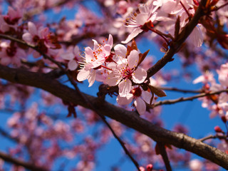 Blooming plum tree close up. Sky in the background.