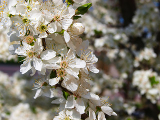 Beautiful white blooming plum tree close up.