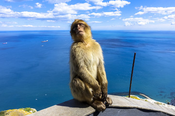 Close up of a wild macaque or Gibraltar monkey, one of the most famous attractions of the British...