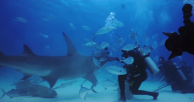 Underwater shooting, of expert divers who take pictures and videos in the middle of the sharks. Concept of: exploration, vacations, snorkeling, exotic places, divers, sharks.