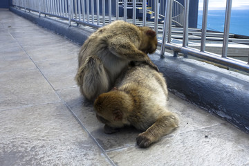 Close up of a wild macaque or Gibraltar monkey, one of the most famous attractions of the British overseas territory