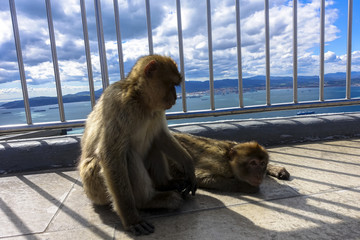 Close up of a wild macaque or Gibraltar monkey, one of the most famous attractions of the British overseas territory