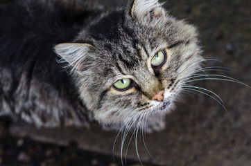 gray-white cat looks at the frame