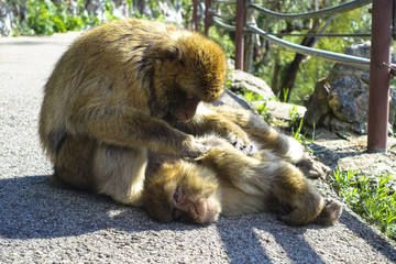 Close up of a wild macaque or Gibraltar monkey, one of the most famous attractions of the British...