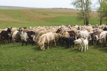 Fototapeta premium Sheep and goats graze on green grass in spring 