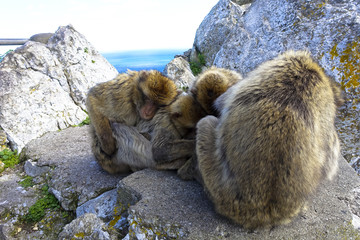 Close up of a wild macaque or Gibraltar monkey, one of the most famous attractions of the British...