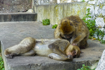 Close up of a wild macaque or Gibraltar monkey, one of the most famous attractions of the British overseas territory