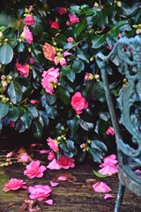 Pink camellia flowers wallpaper