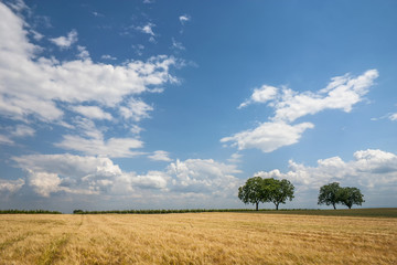 Fototapeta premium Walnussbäume (Juglans regia)Getreidefeld und Wolkenhimmel