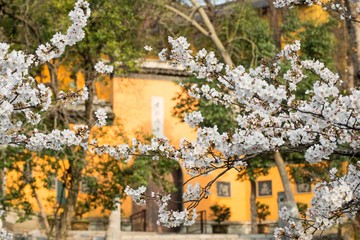 Fototapeta na wymiar White Cherry Blossoms Blooming in Spring in Nanjing City