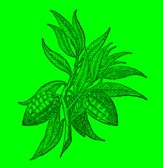 Branch of a cacao tree (theobroma cacao) in front of a bright green background (after a historical woodcut illustration from the 17th century). Easy editable in layers