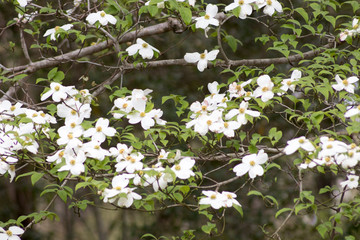 New Blooms, White