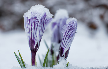 Snow Covered Flowers 