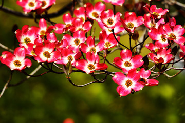 ハナミズキ　赤い