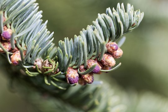 Branches of a noble fir (Abies procera) in spring