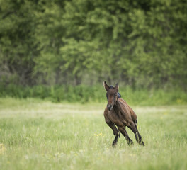 Running Colt