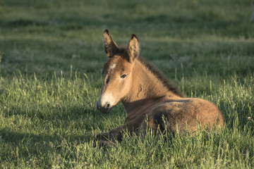 Mule Baby Resting