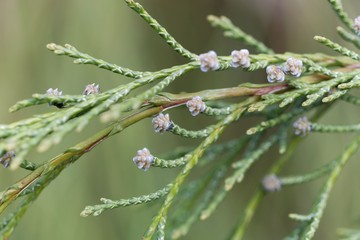 Branches of a Lawson cypress (Chamaecyparis lawsoniana)