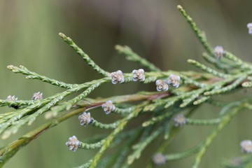 Branches of a Lawson cypress (Chamaecyparis lawsoniana)