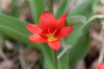 Naklejka premium Waterlily tulip (Tulipa kaufmanniana)